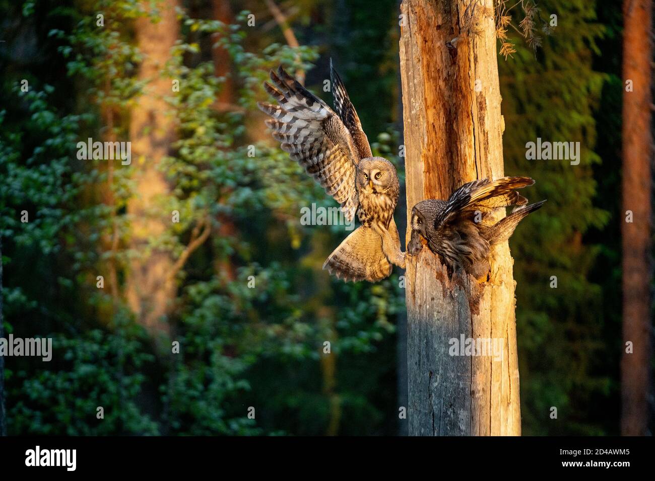 I gufi alimentano i pulcini seduti nel nido nella cavità di un vecchio albero. Il gufo di Ural (Strix uralensis). Luce dell'alba. Estate foresta. Abita naturale Foto Stock
