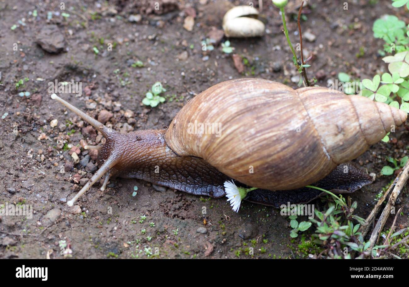 Una lumaca di terra africana gigante (Achatina fulica) vaga attraverso un letto di fiori. Moshi, Tanzania. Foto Stock