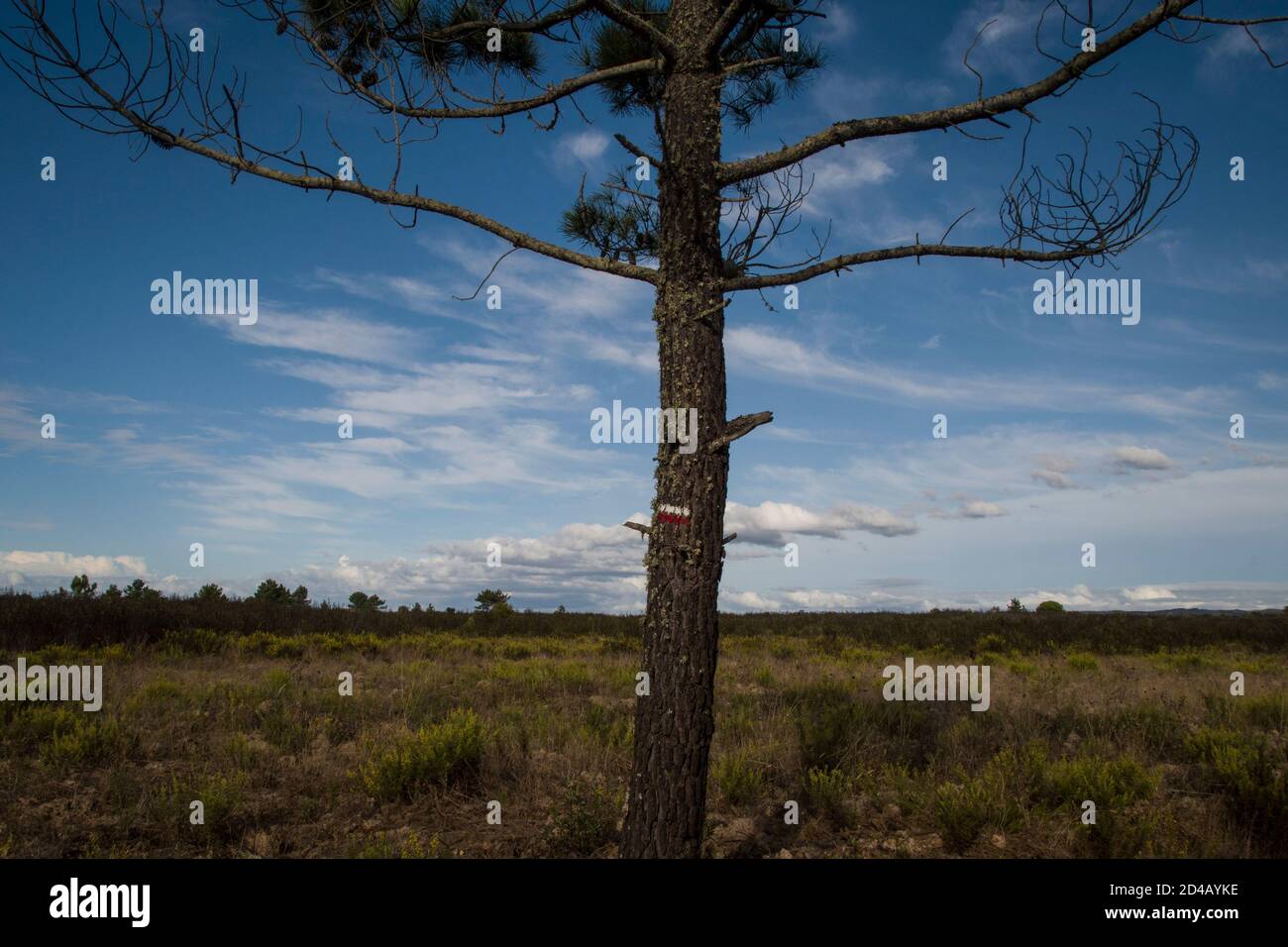 Pino lone che sorge nel mezzo di un campo, in un paesaggio rurale di campagna con le principali tracce escursionistiche dipinte su di esso Foto Stock