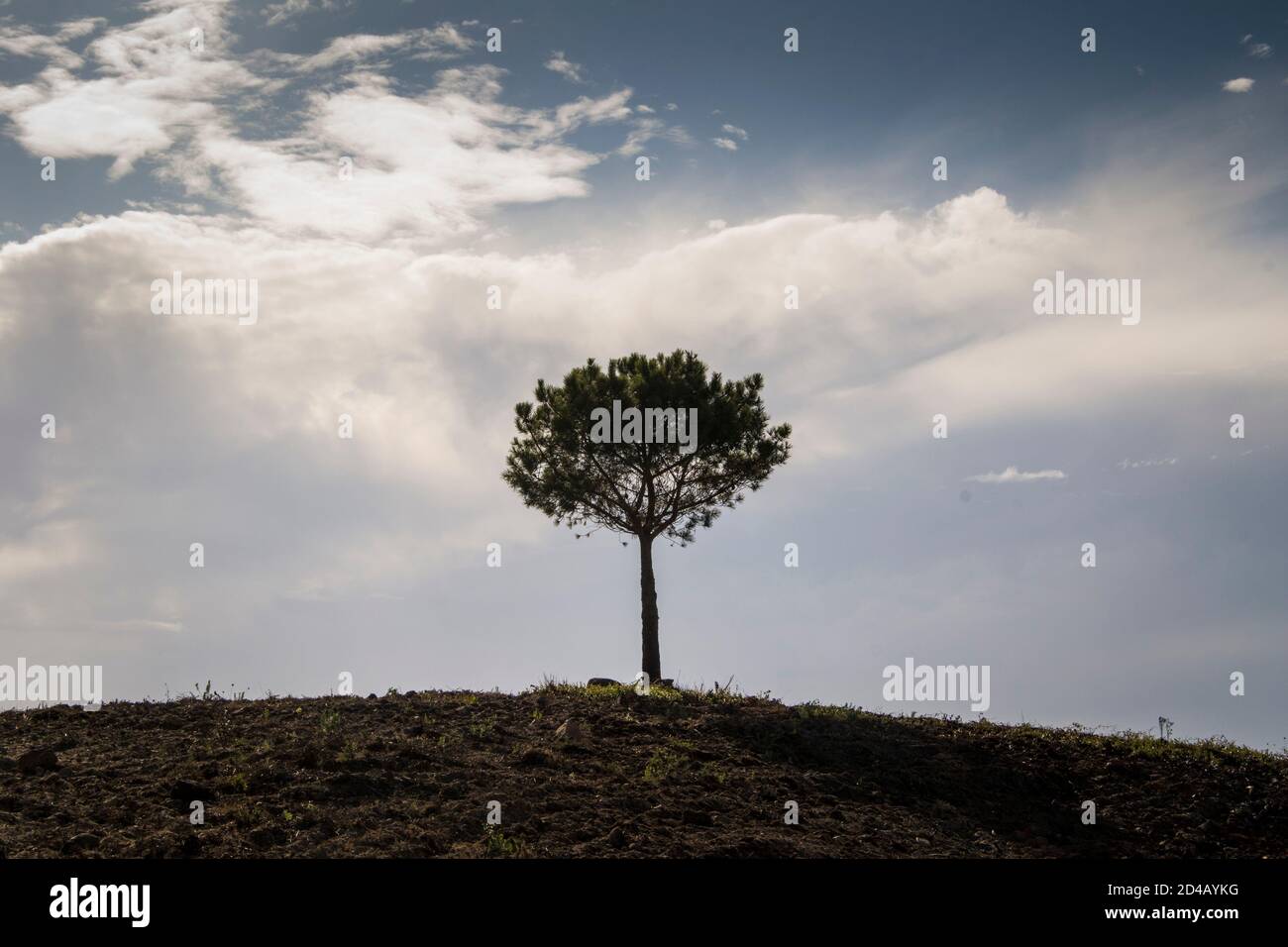 Un unico albero sorge sulla cima di una collina, in un paesaggio rurale di campagna, con cielo blu e nuvole sopra Foto Stock