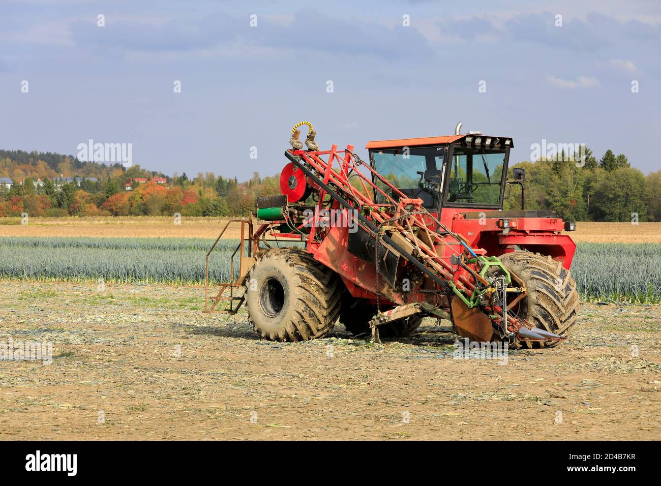 Vendemmiatrice in porro, Allium ampeloprasum, campo in un giorno di sole dell'autunno. Salo, Finlandia. 3 ottobre 2020. Foto Stock