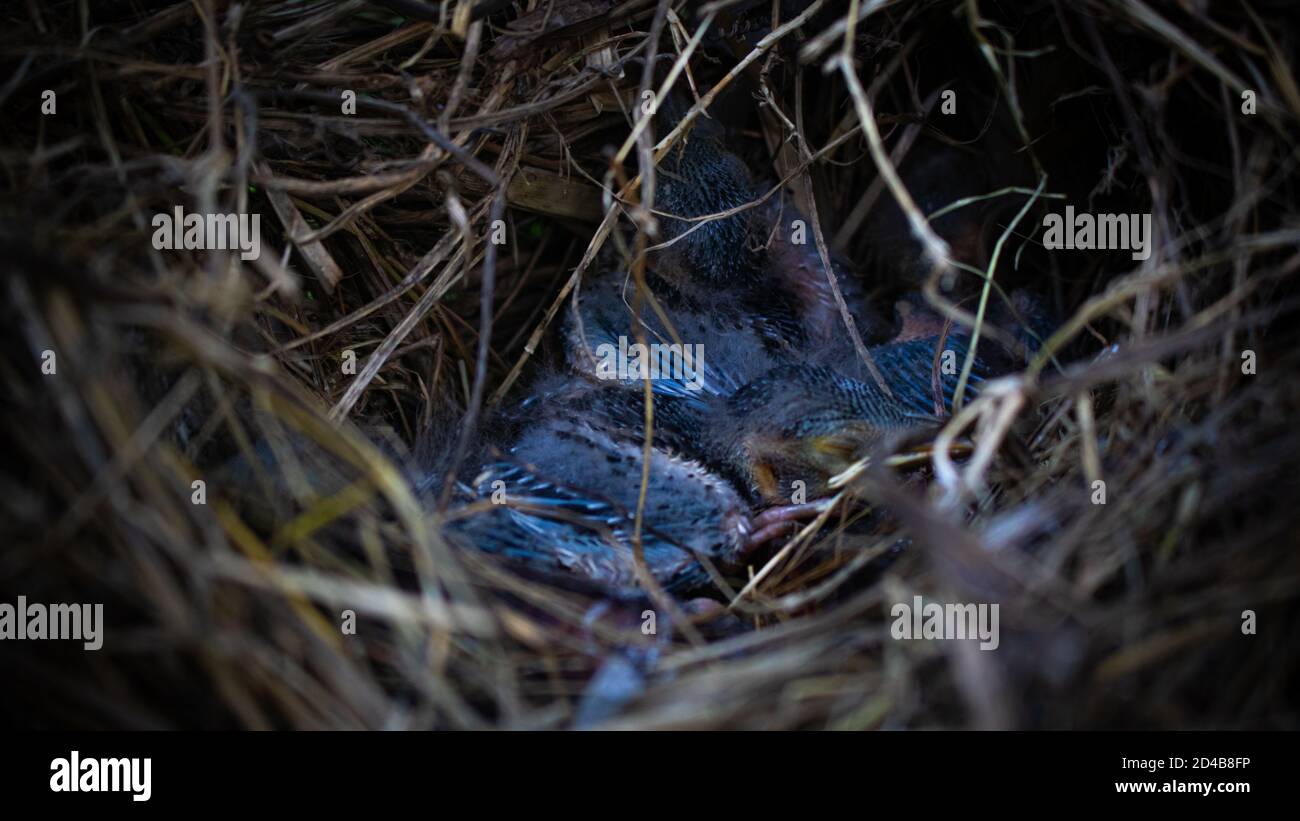 Nestlings in un nido in attesa di sua madre per il cibo Foto Stock