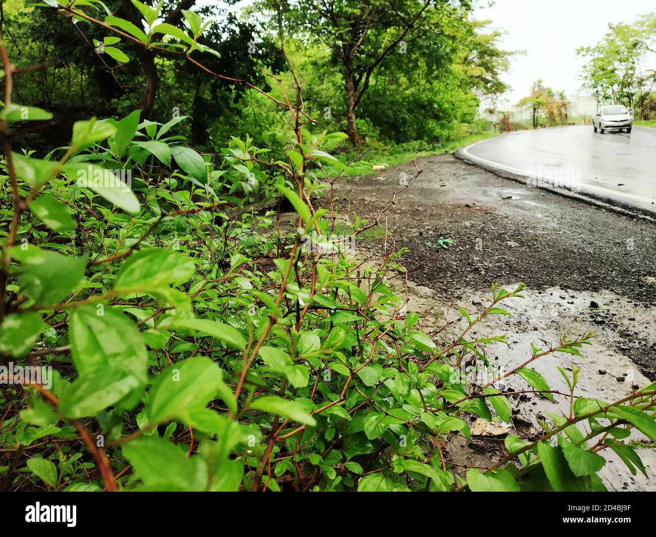 Le strade dalle montagne e dalle piante di Jujube. Foto Stock