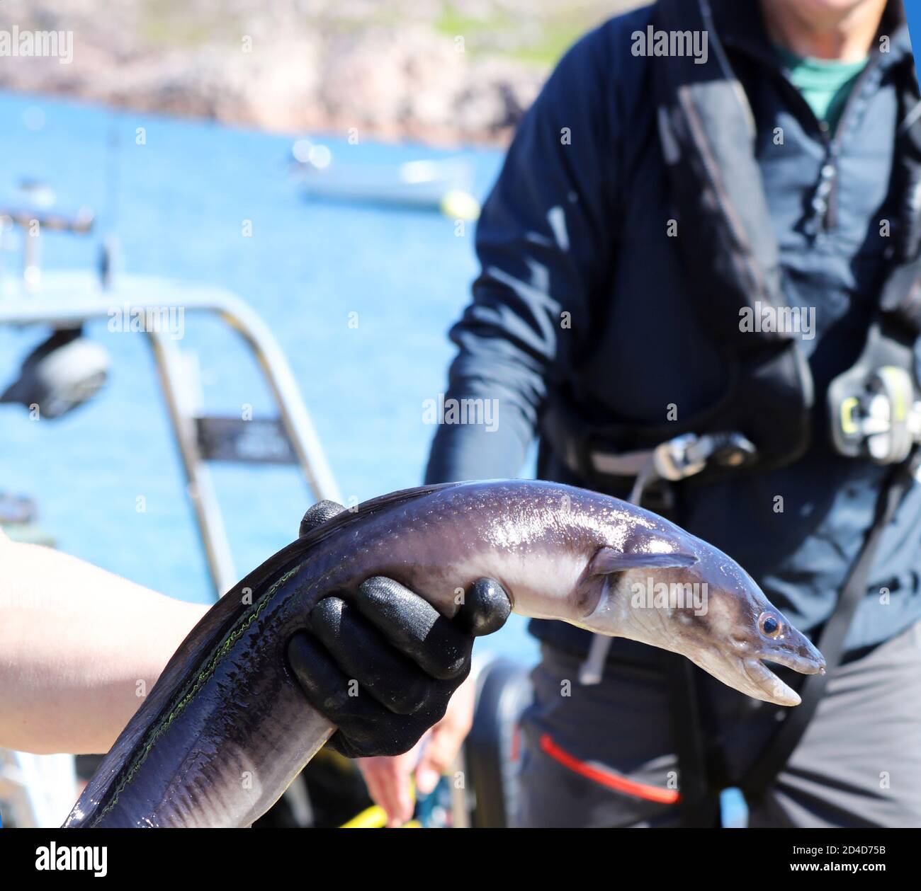 Una mano di mans ha guastato tenendo un'anguilla di Conger catturata in un vaso di aragosta sull'isola di Mull, Scozia Foto Stock