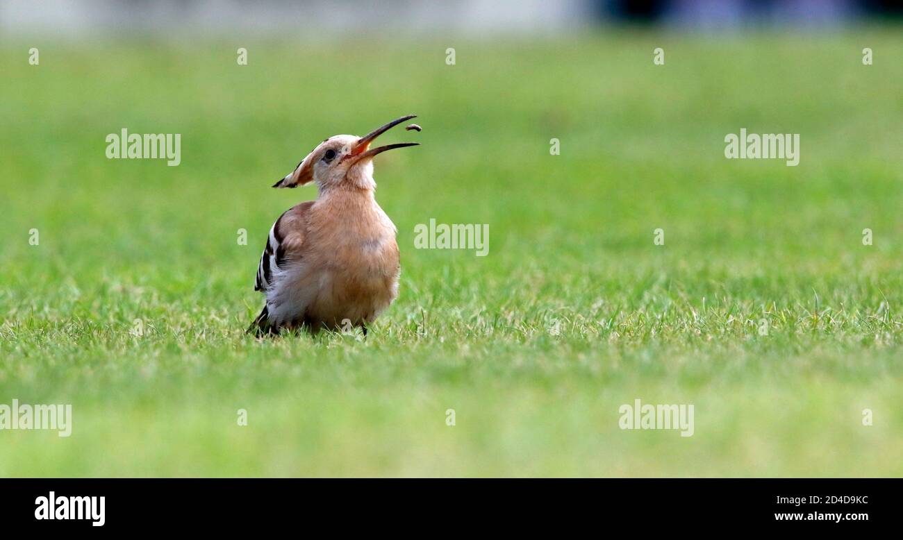 Un raro ed esotico visitatore dello Yorkshire, che si nutre di un gallo eurasiatico su un campo di cricket. Foto Stock