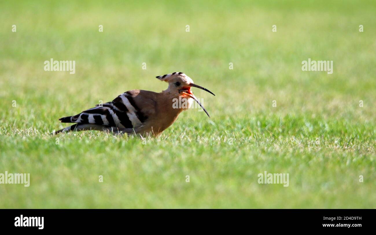 Un raro ed esotico visitatore dello Yorkshire, che si nutre di un gallo eurasiatico su un campo di cricket. Foto Stock