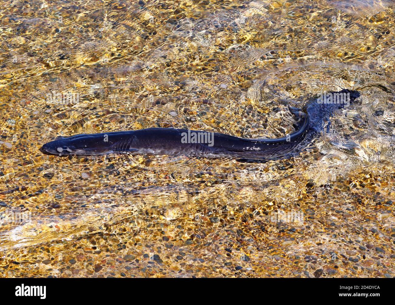 Conger anguilla nuotare via in acque poco profonde dopo essere stato rilasciato da una pentola di aragosta sull'Isola di Mull, Scozia Foto Stock