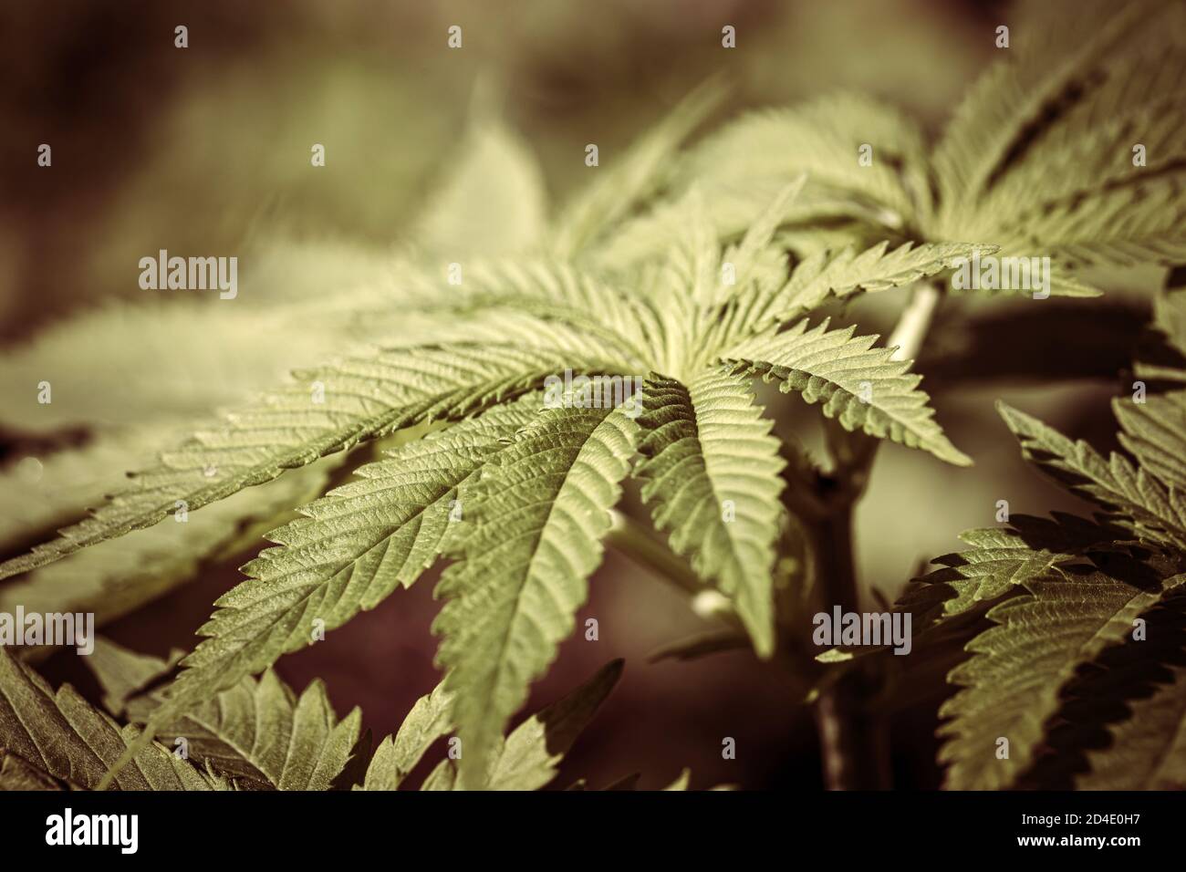 Macro close up di Cannabis Marijuana Medica foglie di piante Foto Stock