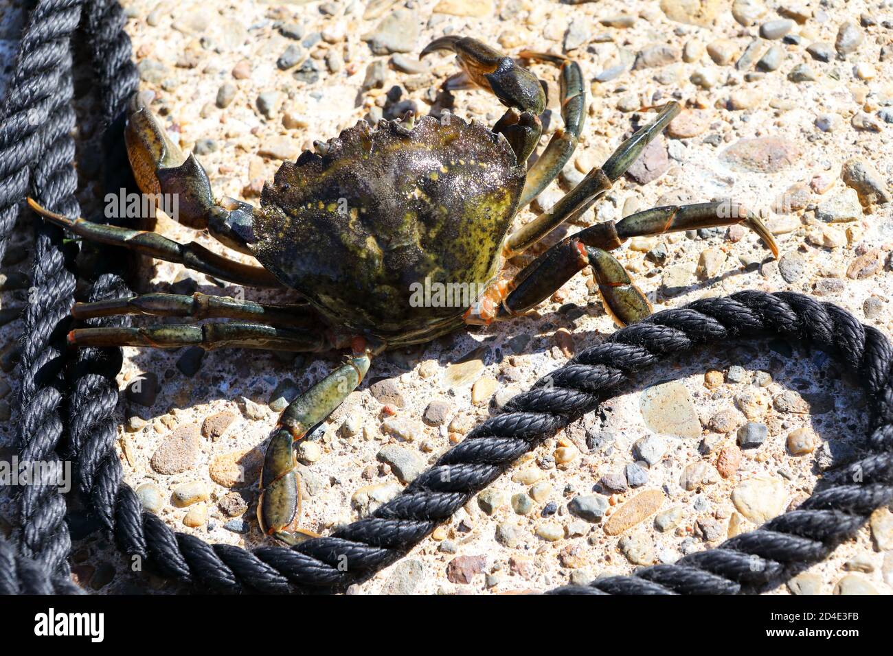 Green Shore Crab, Carcinus Maenas, su uno scivolo sull'isola di Mull, Inner Hebrides, Scozia Foto Stock