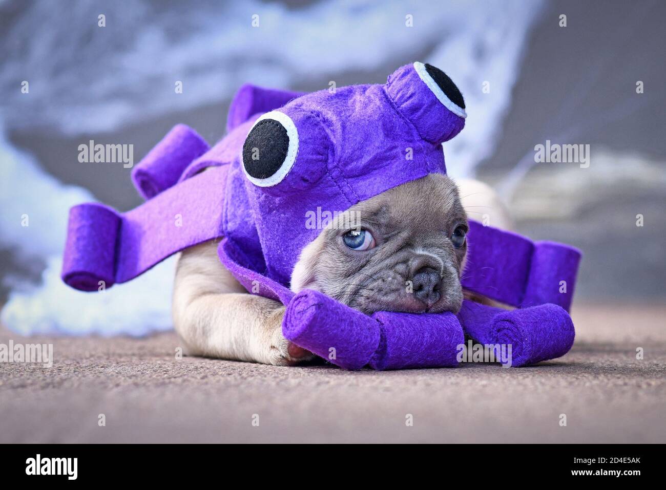 Adorabile cucciolo di Bulldog francese con costume da cane viola di Halloween polpo con occhi divertenti e tentacoli Foto Stock