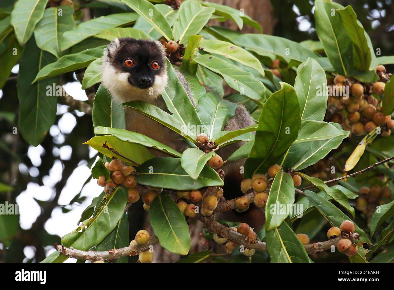 Lemure bruno comune su un fico in Madagascar Foto Stock