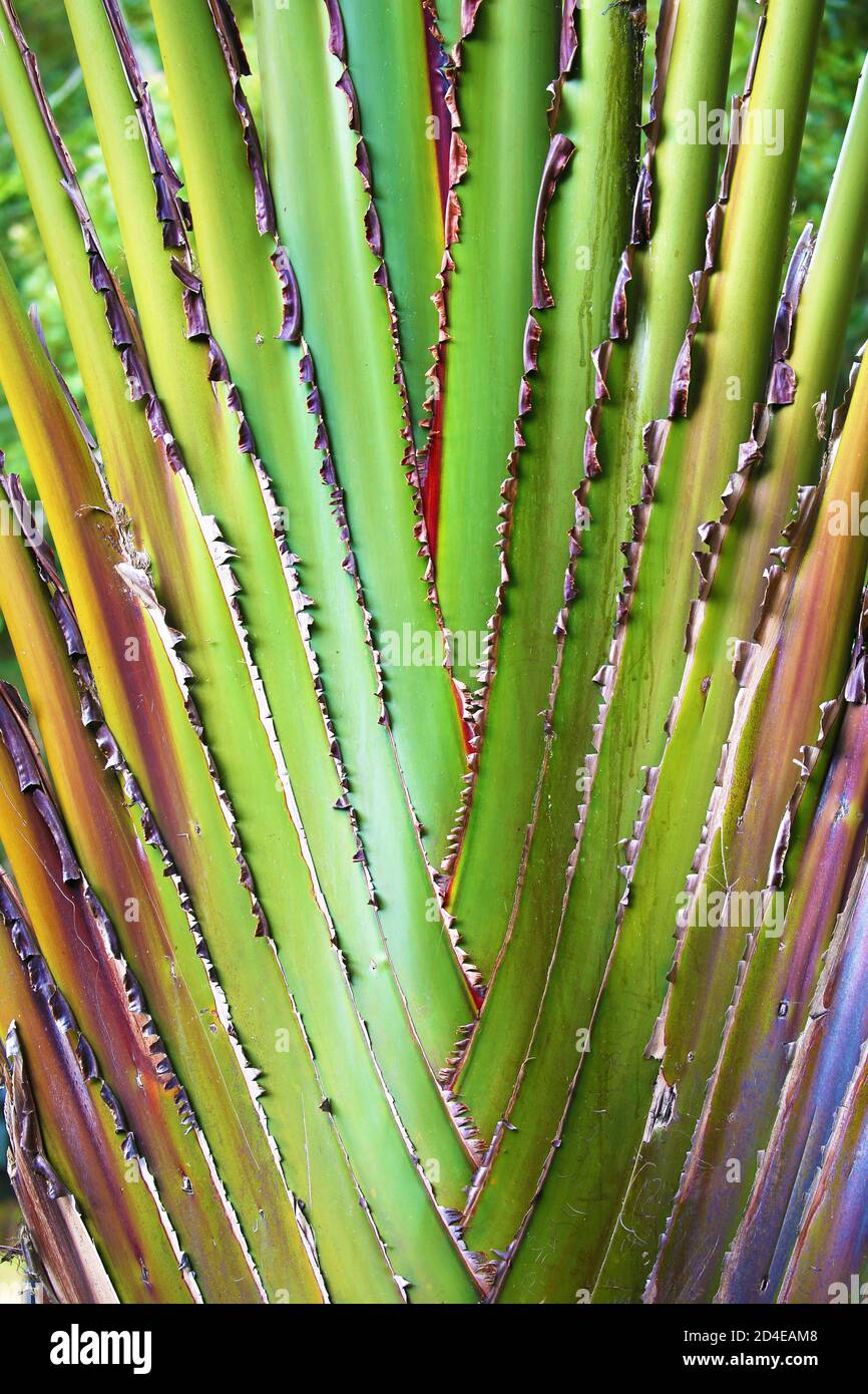 Dettaglio da un albero delle palme di Ravenala in Madagascar Foto Stock