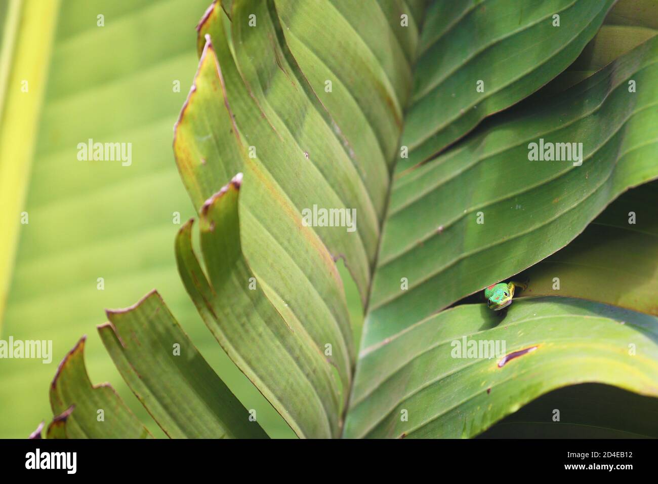 Piccolo geco parzialmente nascosto in grandi foglie di palma Foto Stock