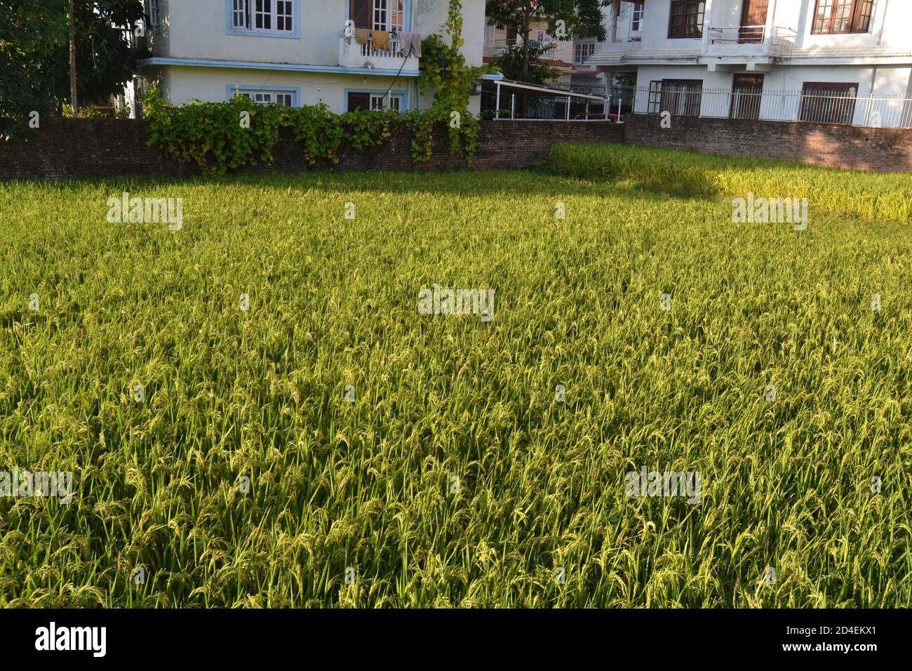 Verde e yello risaie con risaie vicino alla raccolta nella periferia della valle di Kathmandu, Nepal. Foto Stock