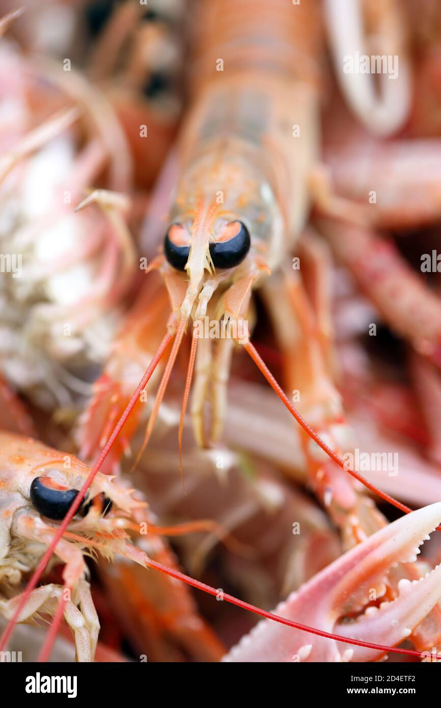 Fresche langostine scozzesi Foto Stock