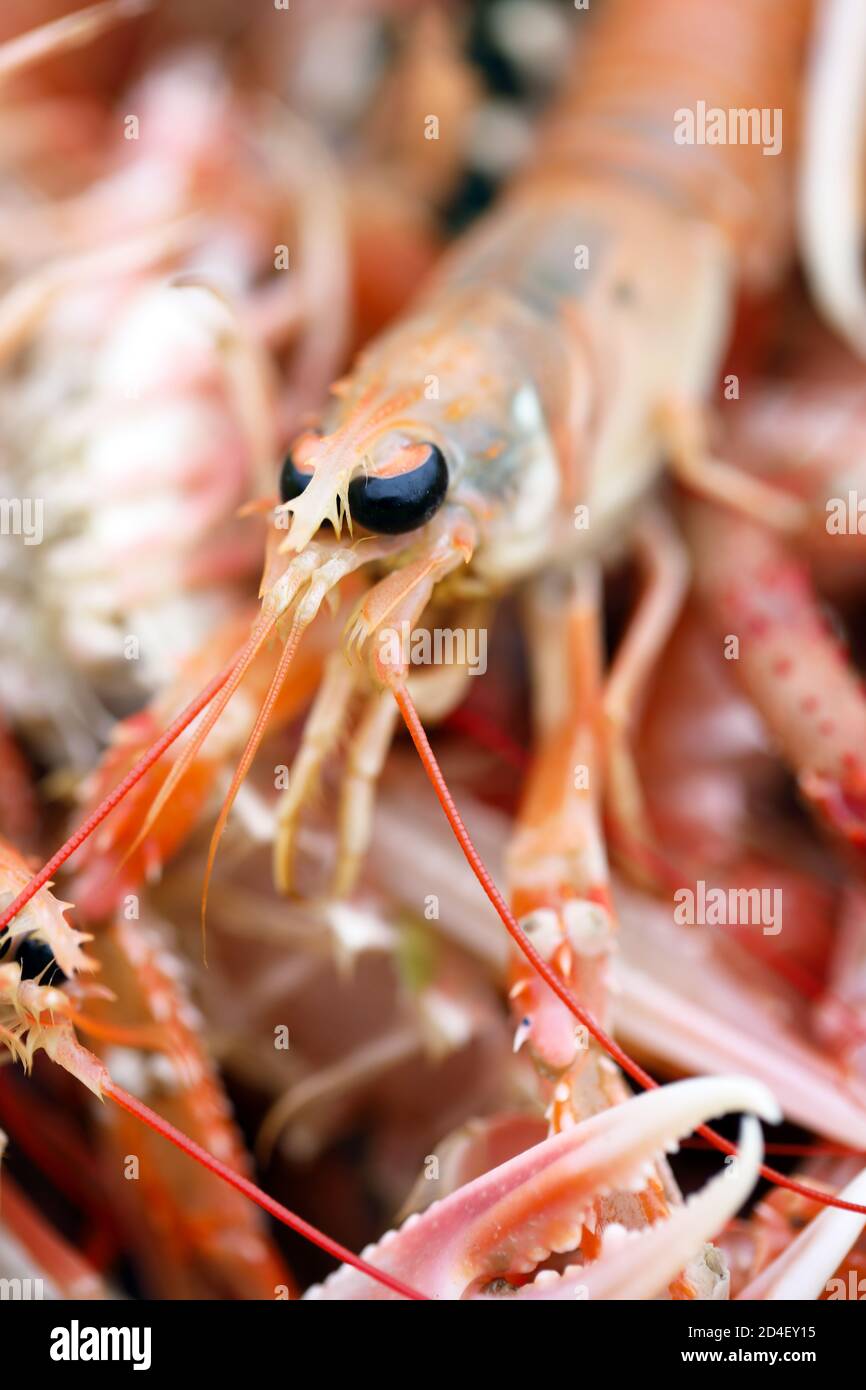 Fresche langostine scozzesi Foto Stock