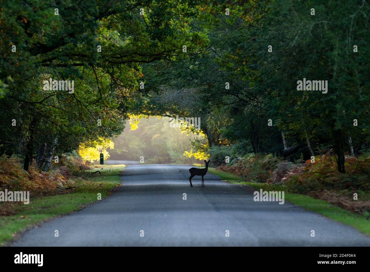 New Forest National Park, Regno Unito, 9 ottobre 2020. Un cervo sika attraversa una tranquilla strada questa mattina nella Foresta Nuova, Hants. Foto Stock