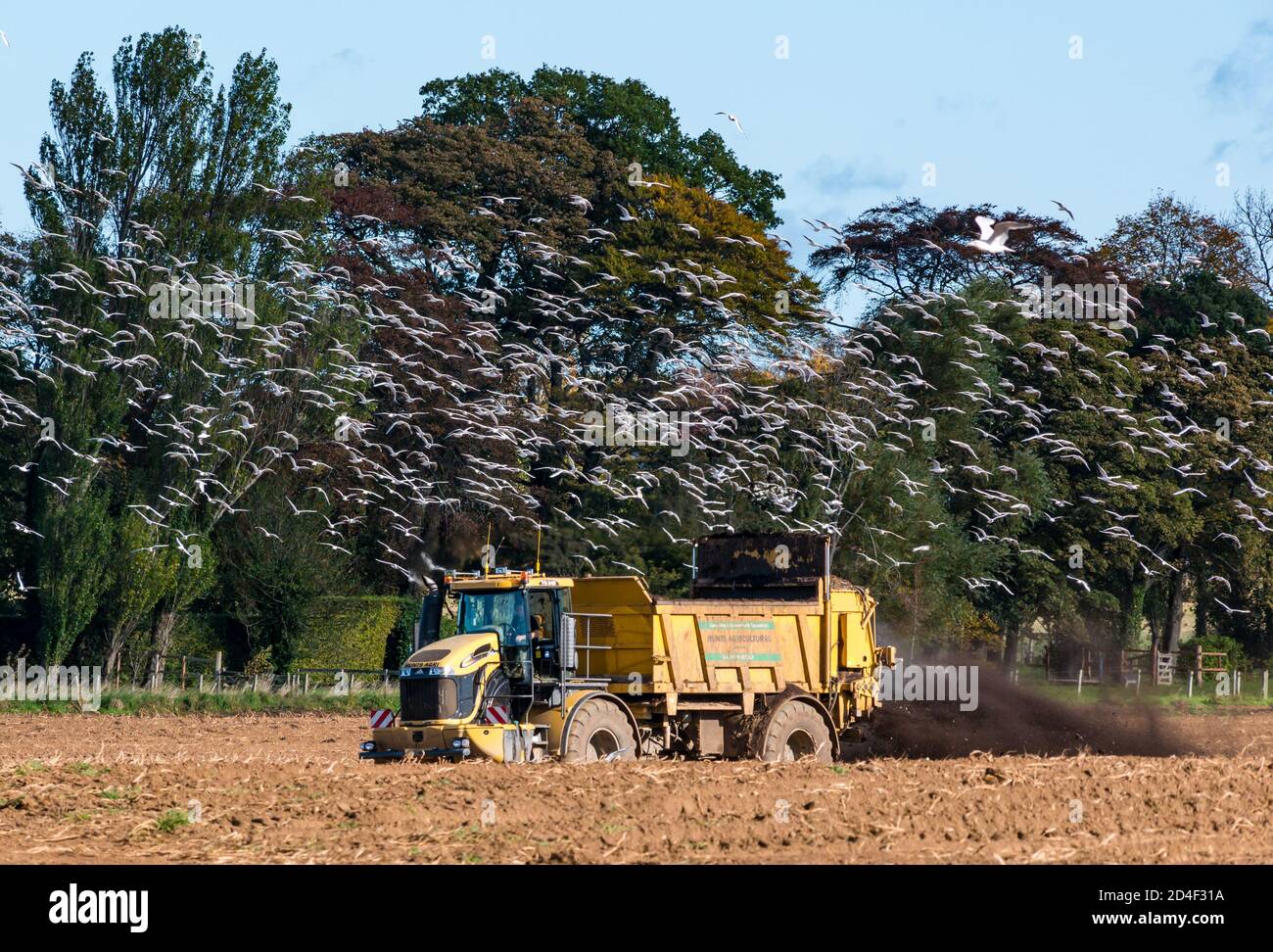 East Lothian, Scozia, Regno Unito, 9 ottobre 2020. Regno Unito tempo: Un trattore sta spargendo concime o liquame con centinaia di gabbiani che lo seguono dopo un raccolto di patate Foto Stock