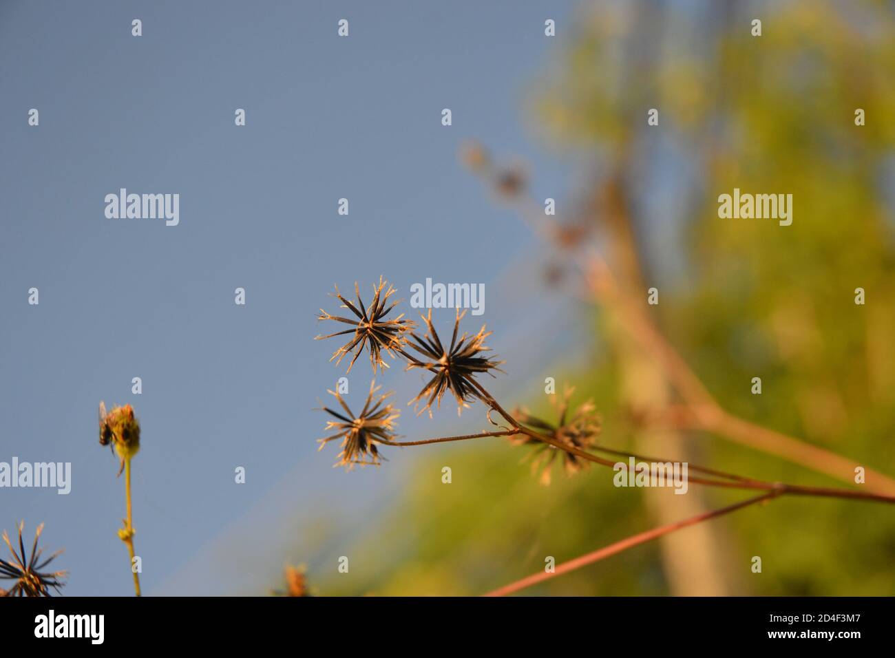 black jack pianta con i suoi semi visto. Foto Stock