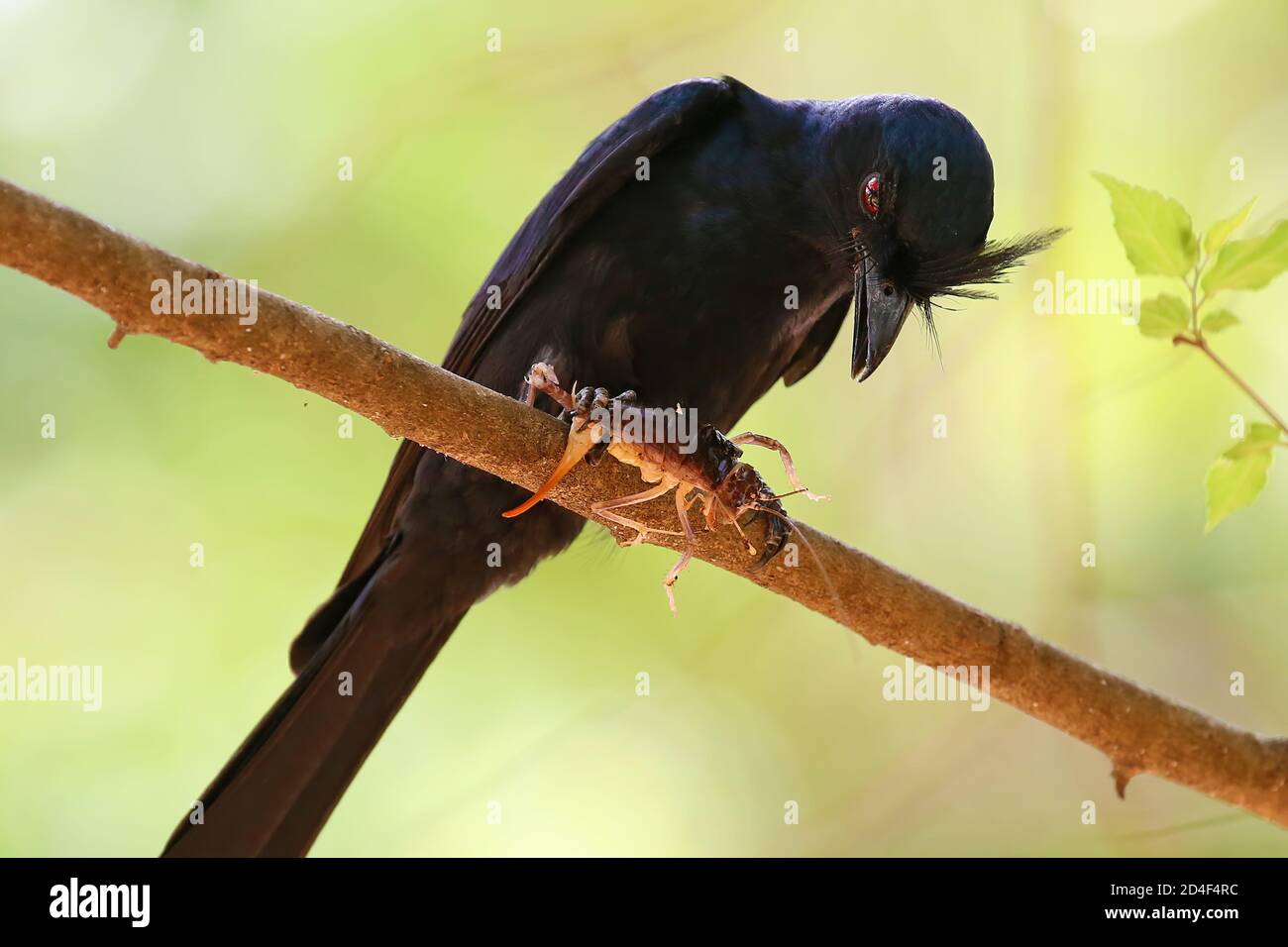 Uccello nero con la sua preda. Un drone crestato (Dicrurus forficatus), uccello endemico del Madagascar, afferra un grosso insetto prima di mangiarlo. Foto Stock
