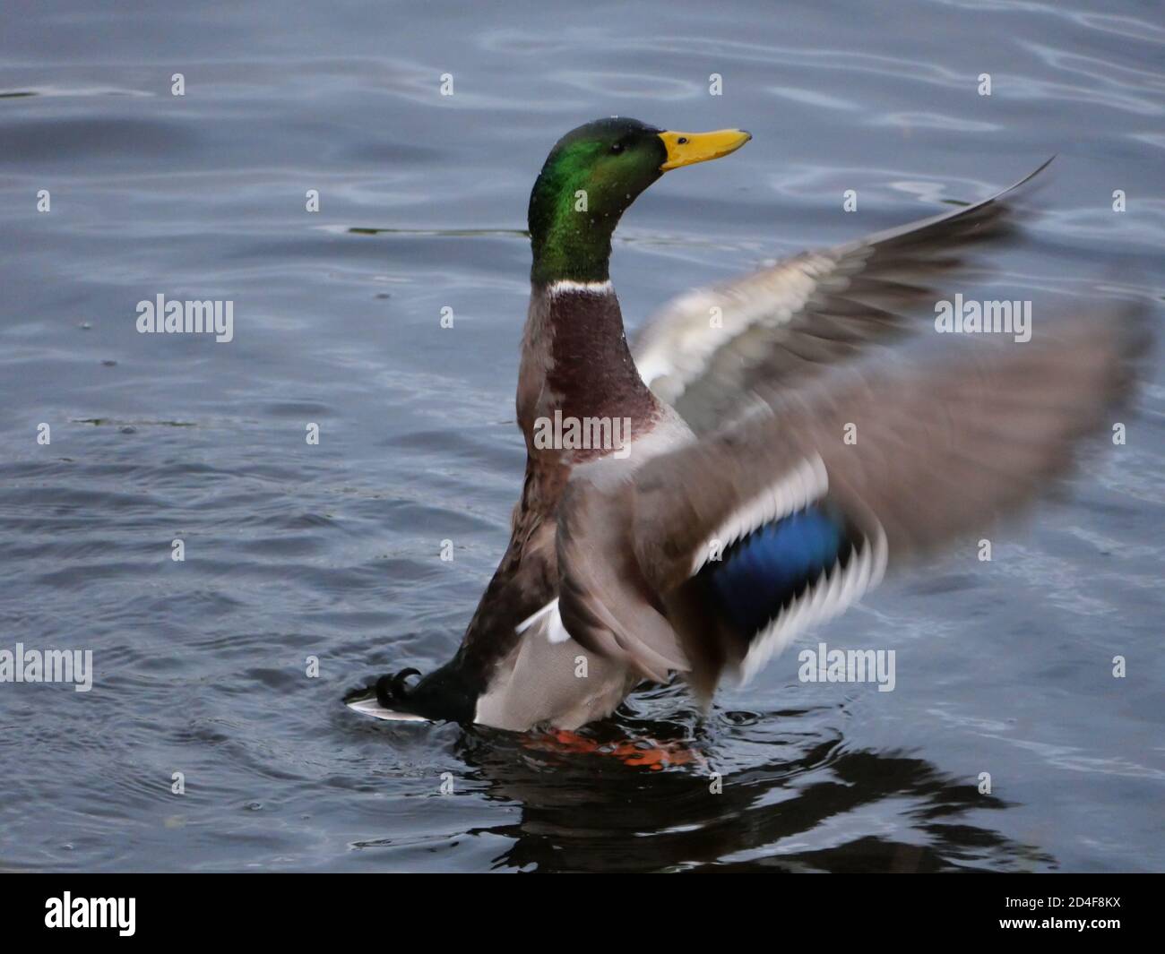 Un'anatra che si innalza dall'acqua e che gli batte le ali Foto Stock