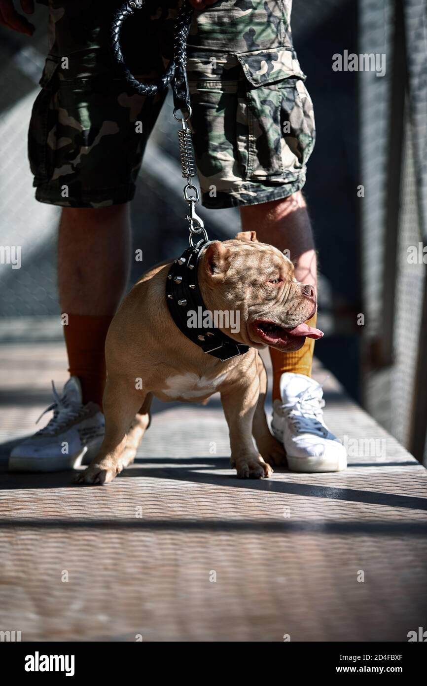 giovane uomo vestito con stile con il cane bully americano sotto il ponte  sulla strada della città, colpo di raccolto Foto stock - Alamy