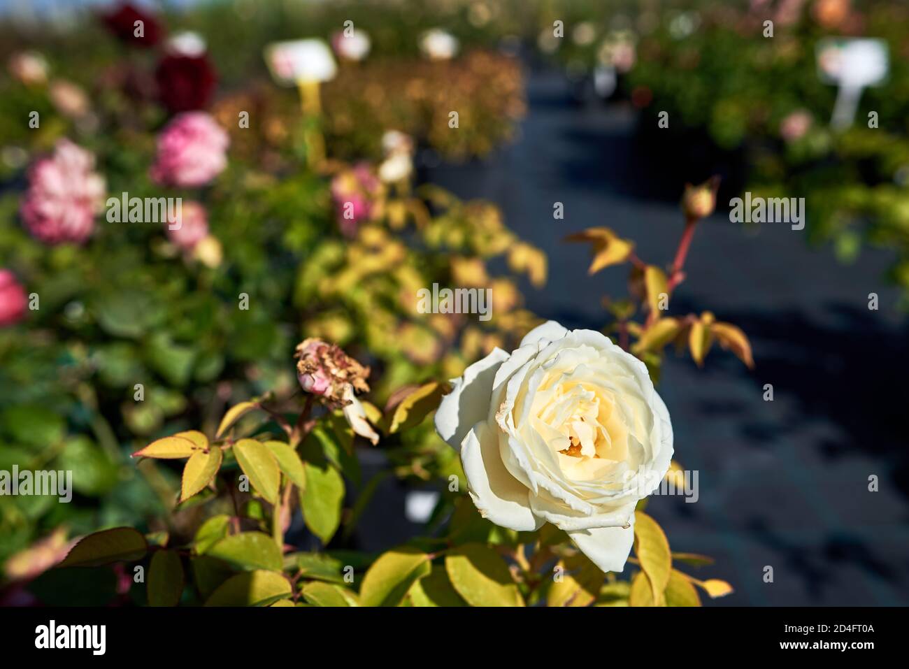 Selvaggiante tè ibrido rosa Jeanne Moreau. Sfondo sfocato, effetto bokeh, spazio di copia Foto Stock