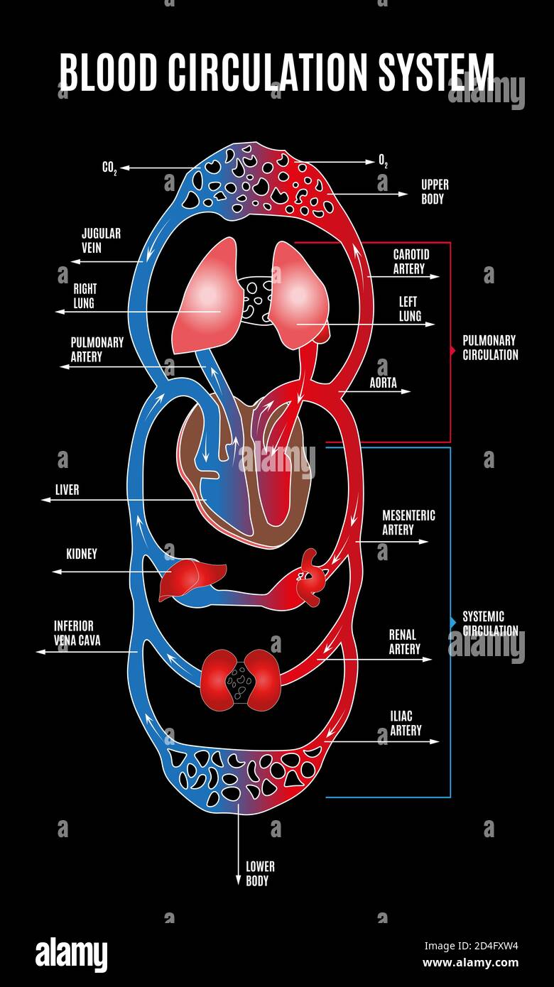Sistema circolatorio umano. Diagramma del sistema circolatorio con parti principali etichettate. Illustrazione di grandi e piccoli circoli di circolazione sanguigna in piano Illustrazione Vettoriale
