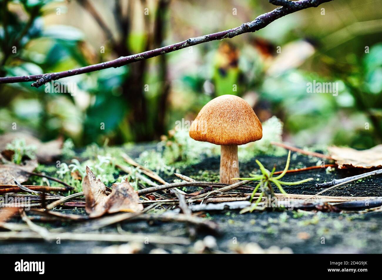 primo piano di un singolo fungo sulla foresta autunnale, focalizzazione sulla pac Foto Stock