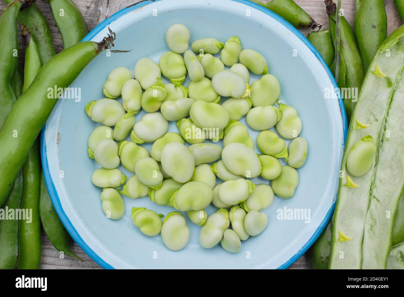 Vicia faba 'Bunyard's Exhibition'. Podding fave fresche di casa. REGNO UNITO Foto Stock
