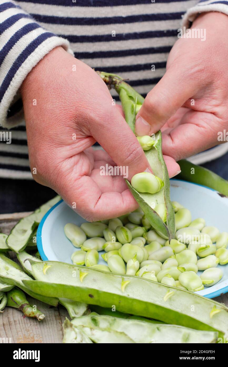 Vicia faba. Sgranatura di fagioli appena raccolti coltivati in un terreno di coltura domestico. REGNO UNITO Foto Stock