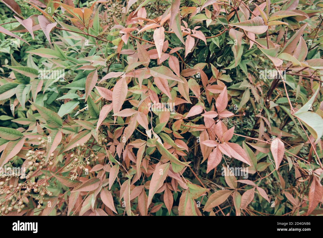 Layout creativo fatto di foglie verdi. Disposizione piatta. Natura sfondo. Foto di alta qualità Foto Stock