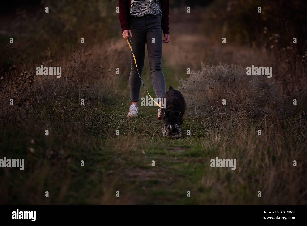 Moderna ragazza caucasica cammina su un guinzaglio un cane Schnauzer in un campo d'autunno al tramonto. Vestito in jeans scuri, cardigan borgogna. Prendersi cura di animali domestici. Foto Stock