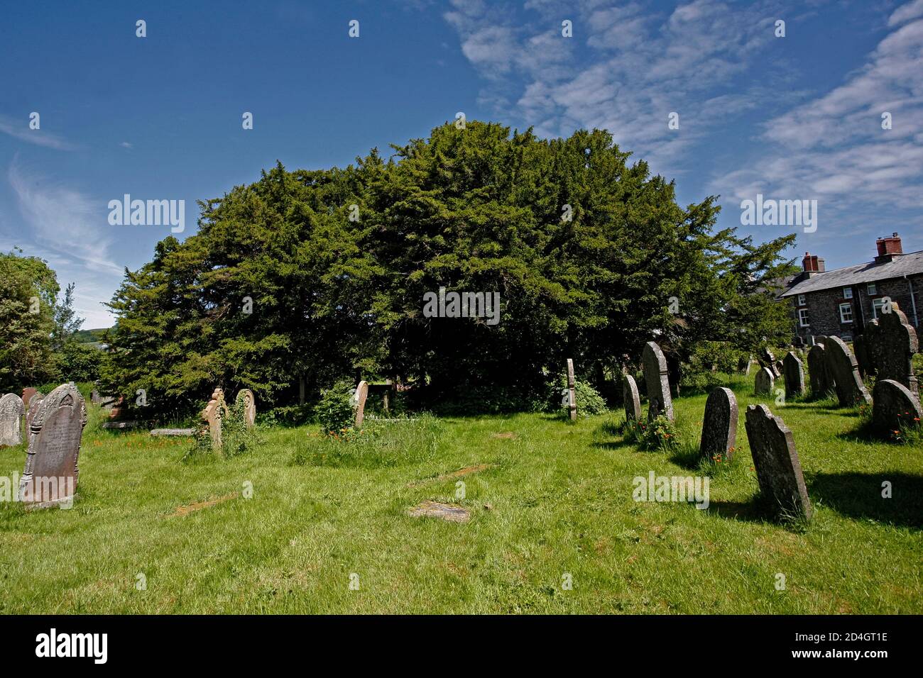 L'antico albero di Yew nel cimitero di St Cynog a Defynnog, Powys, Galles del Sud, è stato in piedi sincev più di 3,000 anni prima di Cristo Foto Stock