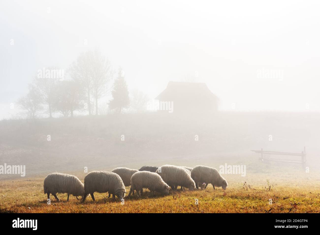 Mandria di pecore in montagne di autunno foggy nel villaggio Carpazi, Ucraina, Europa. Fotografia di paesaggio Foto Stock