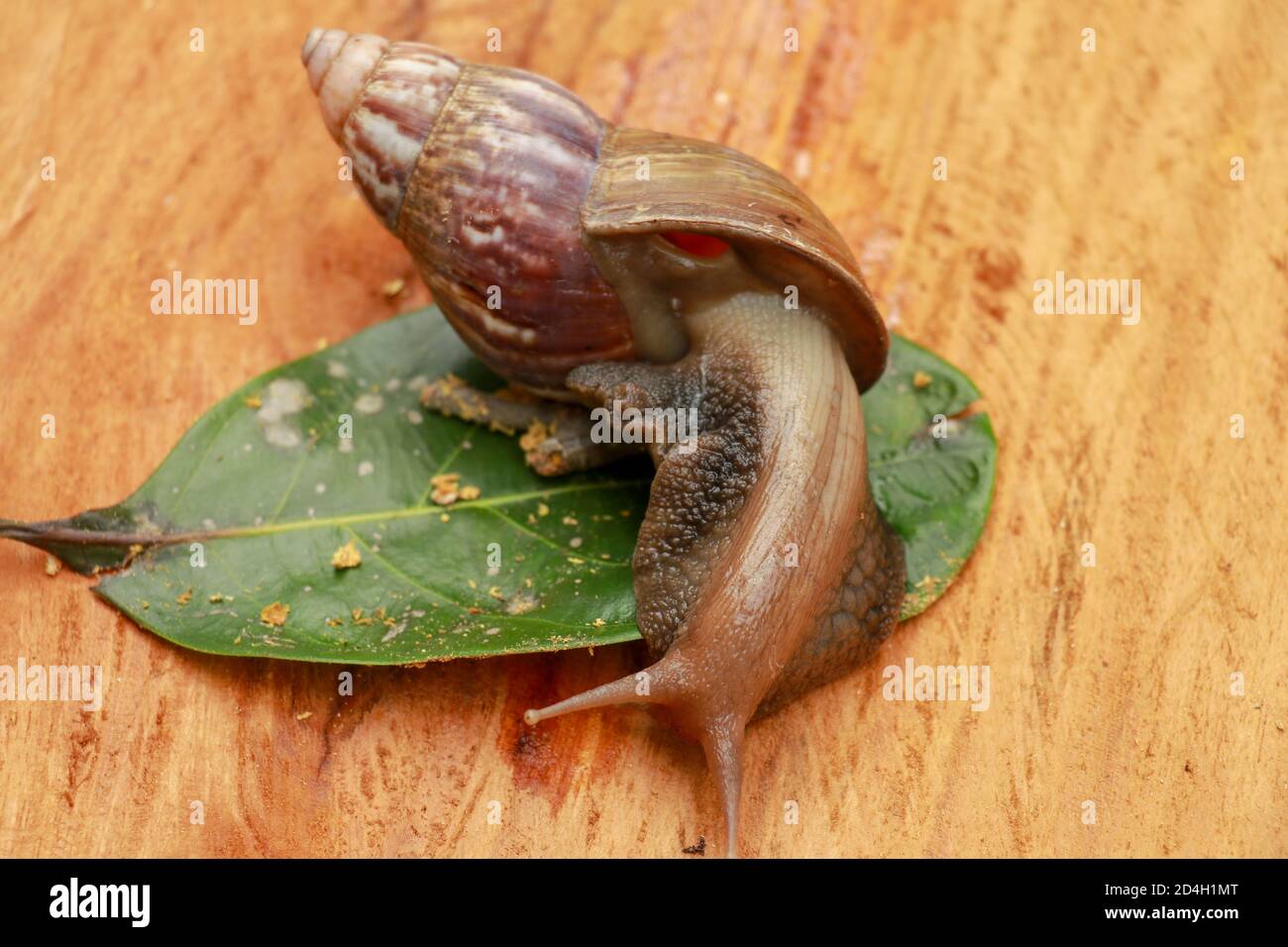 Giant terra africana - Lumaca Achatina fulica terre di grandi dimensioni va a passo di lumaca in Achatinidae, simile a Achatina achatina e Archachatina marginata, problemi di peste, inva Foto Stock