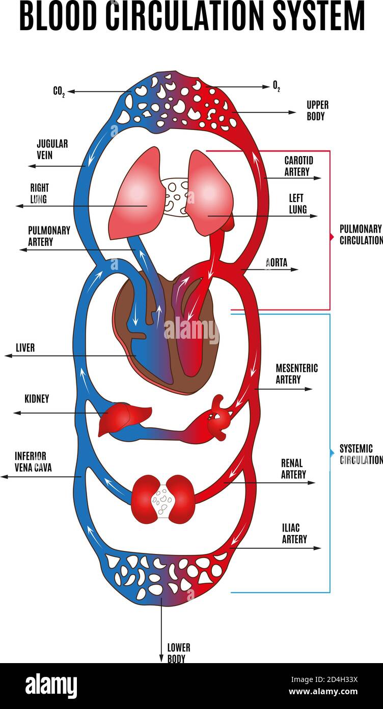 Sistema circolatorio umano. Schema del sistema circolatorio con le parti principali etichettate. Illustrazione vettoriale di grandi e piccoli cerchi di circolazione sanguigna Illustrazione Vettoriale