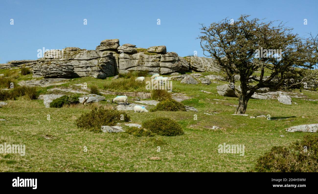 Middle Tor, Chagford Common su Dartmoor, Devon Foto Stock