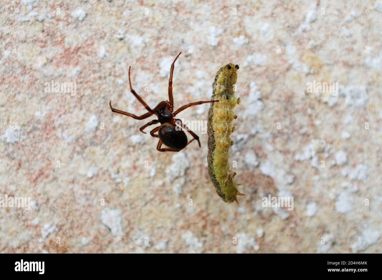 Isola di Portland. 29 agosto 2020. Ragni britannici, UN ragno Noble False Widow ( steatoda Nobilis) avvolge un caterpillar catturato nel suo web. Credit: Foto Stock
