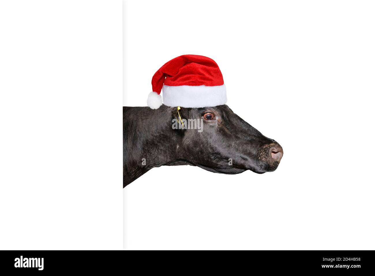 Divertente mucca di Natale o Babbo Natale cappello isolato su bianco. Ritratto di mucca nera isolato su bianco. Animali da fattoria. Banner natalizio con spazio per la copia. Foto Stock