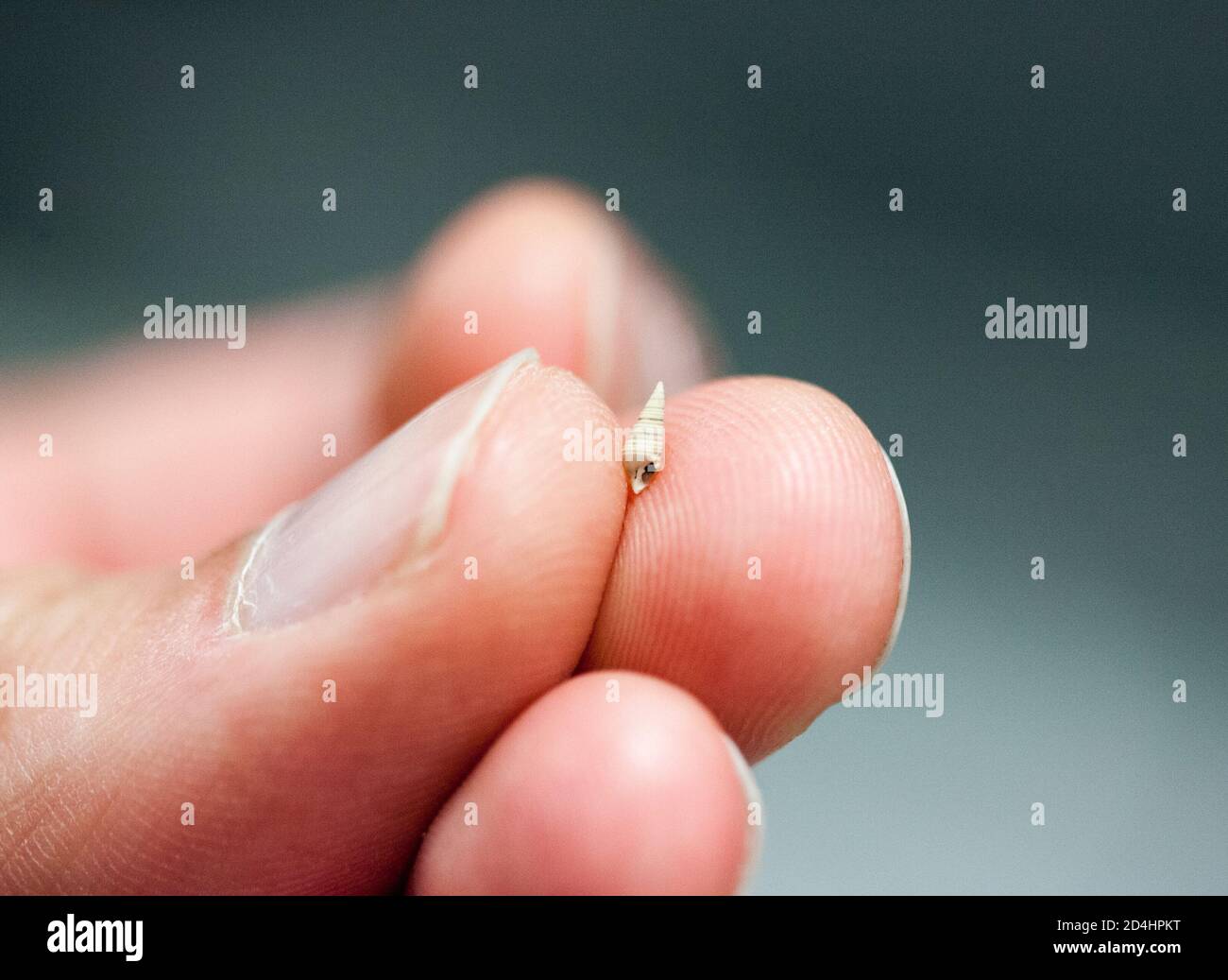 Uno scienziato possiede una piccola conchiglia di Boonea impressa; questi piccoli molluschi sono parassiti dell'ostrica orientale (Crassostrea virginica) Foto Stock