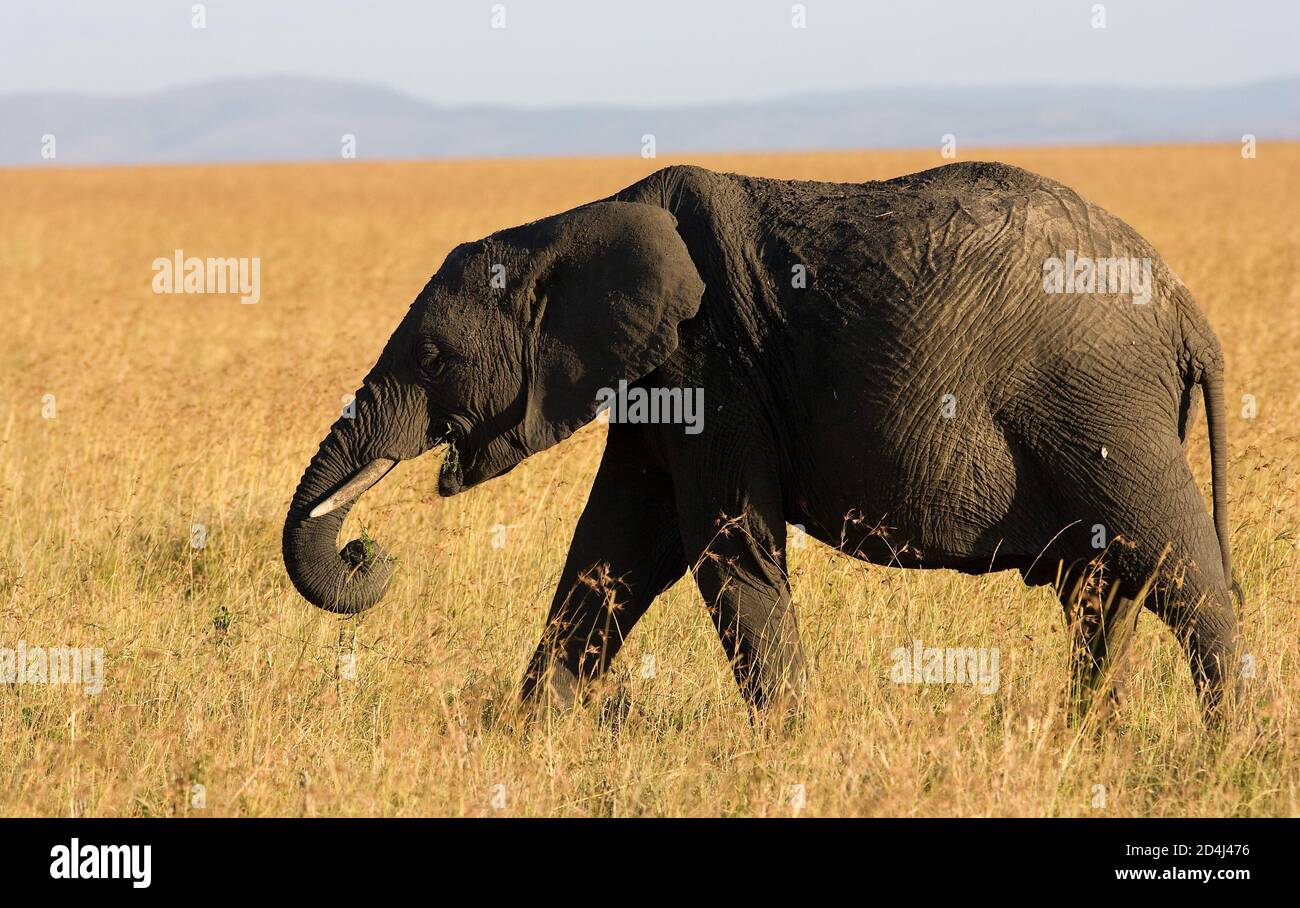 Un elefante afoso africano (Loxodonta africana) attraversa le pianure erbose del Masai Mara in Kenya, mangiando erba secca con il suo tronco Foto Stock