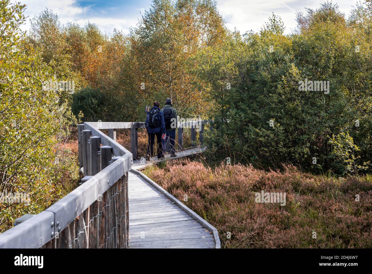 Mutzenicher Venn riserva naturale nelle High Fens nel Nord Eifel Foto Stock