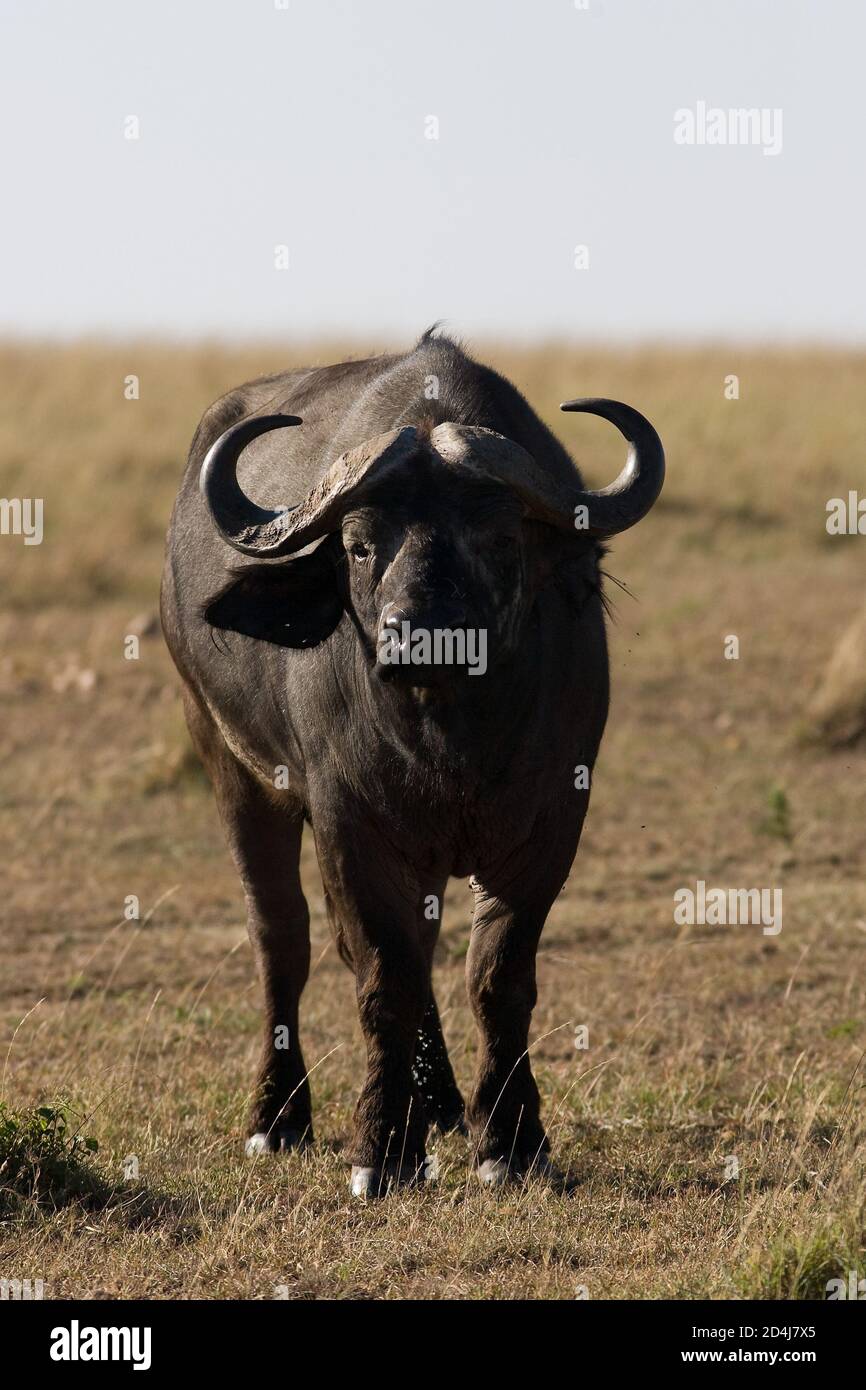 Un bufalo africano (caffer Syncerus) guarda verso la fotocamera mentre si è in piedi su erba corta Il Masai Mara del Kenya Foto Stock