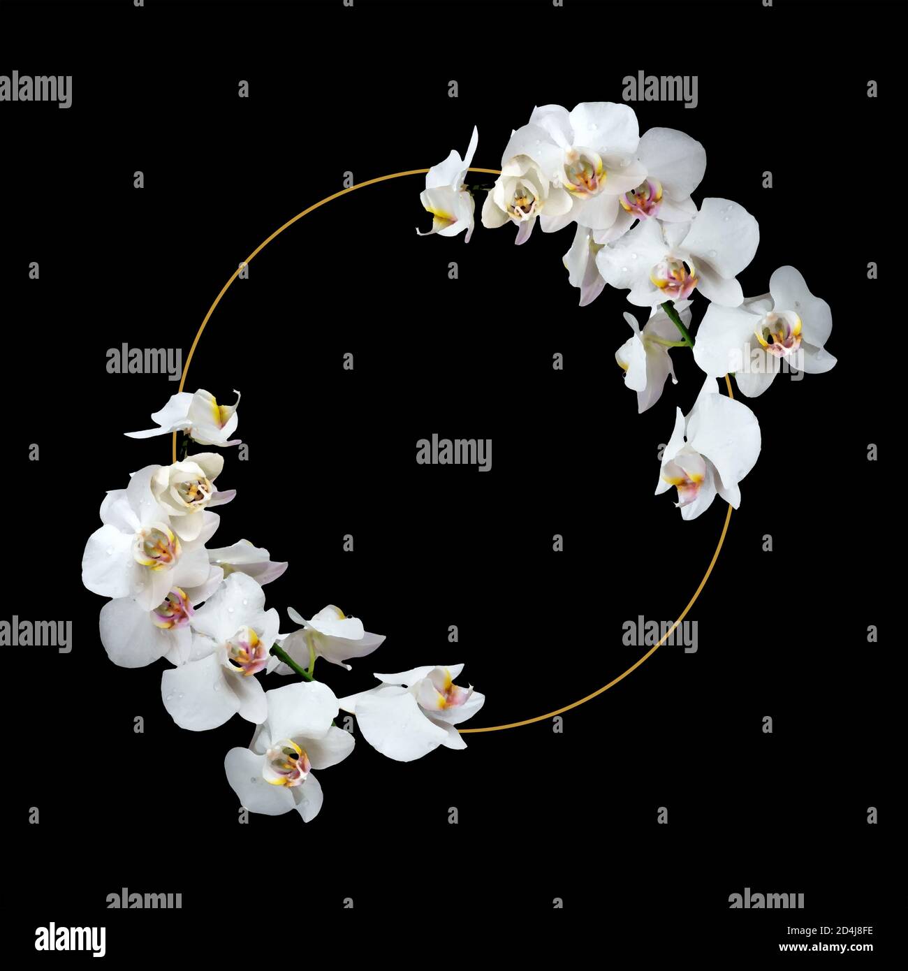 Modello circolare con fiori bianchi di falaenopsis orchidea, isolati su sfondo nero Foto Stock
