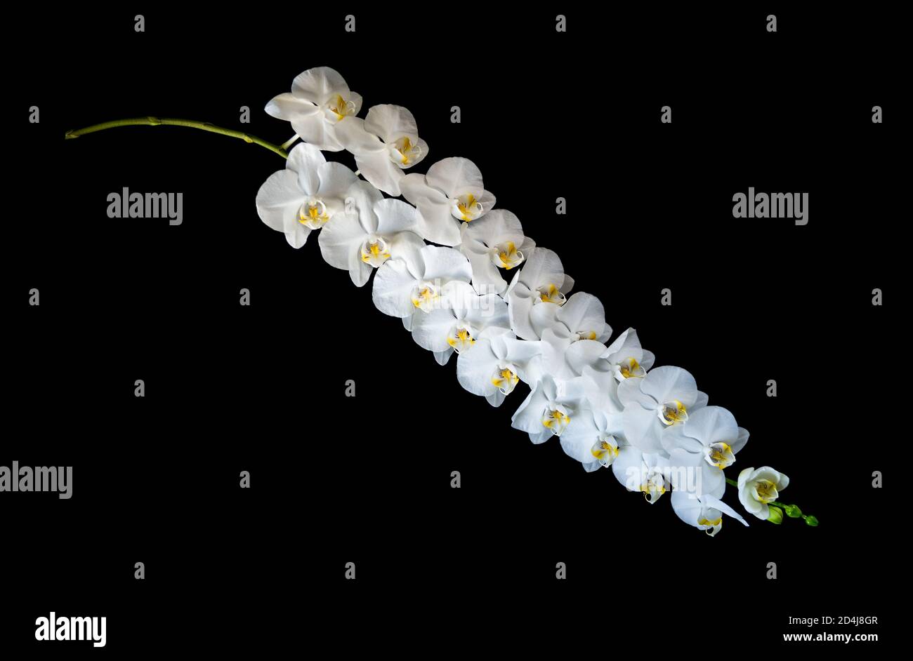 Gambo lungo di falaenopsi orchidea con fiori bianchi, isolato su fondo nero Foto Stock
