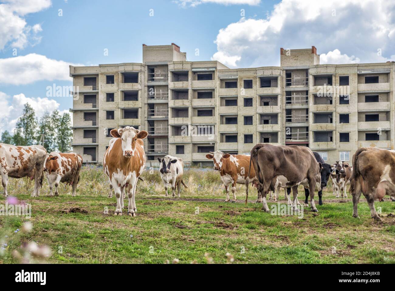 Mandria di mucche pazza su un prato verde sullo sfondo di una casa di mattoni a più piani incompiuta. Agricoltura e urbanizzazione Foto Stock