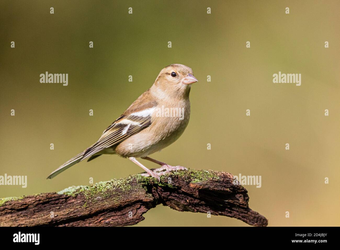 Chaffinch foraging in autunno a metà Galles. Foto Stock