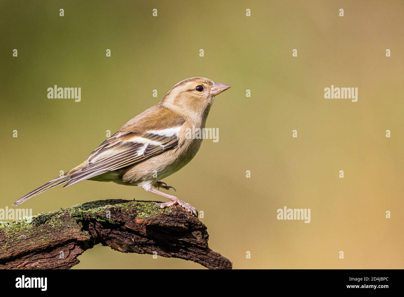 Chaffinch foraging in autunno a metà Galles. Foto Stock
