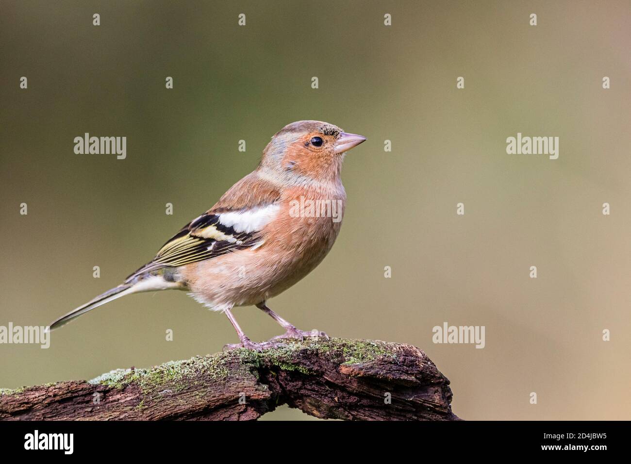 Chaffinch foraging in autunno a metà Galles. Foto Stock